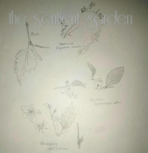 heal thyself sketches